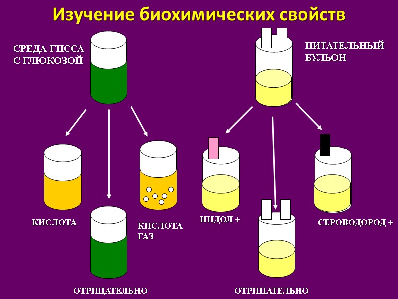 Изучение биохимических свойств КИСЛОТА КИСЛОТА ГАЗ ОТРИЦАТЕЛЬНО ОТРИЦАТЕЛЬНО ИНДОЛ + СЕРОВОДОРОД + СРЕДА ГИССА
